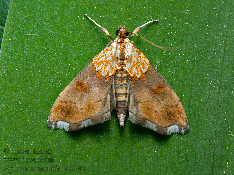 Agrotera nemoralis