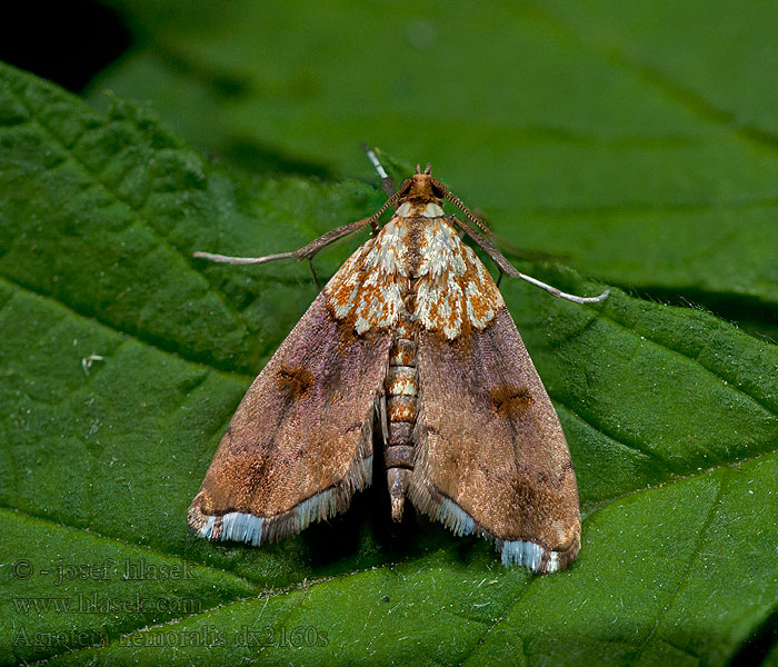 Мотылёк грабовый Haagbeukmot Ligeti tűzmoly Avenboksmott Agrotera nemoralis