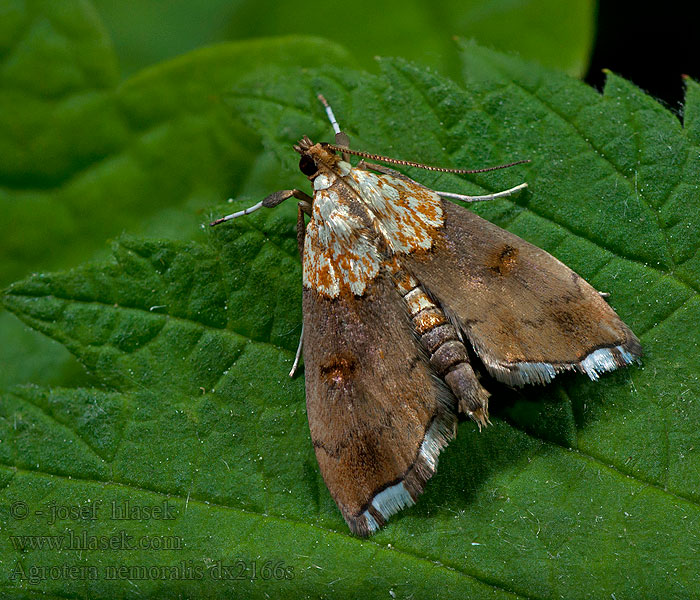 Zavíječ hájní Beautiful pearl Vijačka hrabinová Agrotera nemoralis