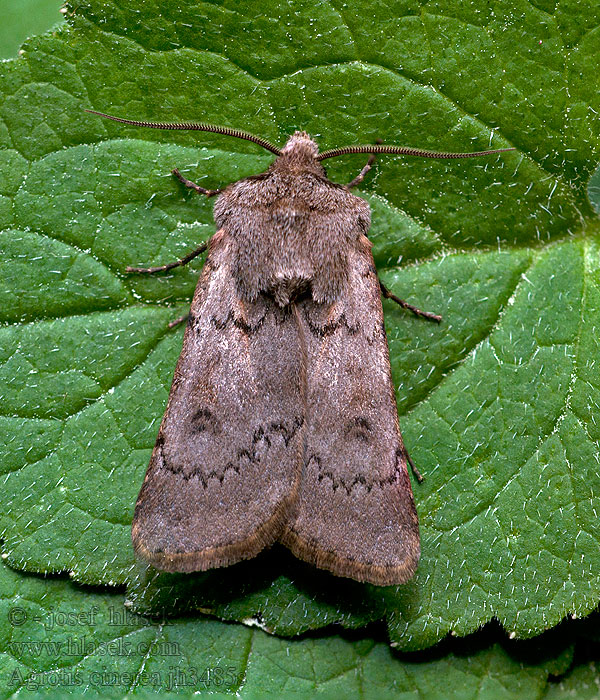 Agrotis cinerea Grijze worteluil Tuhkakatkoyökkönen Brunhalsjordfly Sand-pelsugle