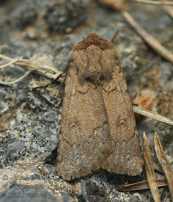 Agrotis cinerea Noctuelle Cendrée Совка пепельная щавелевая