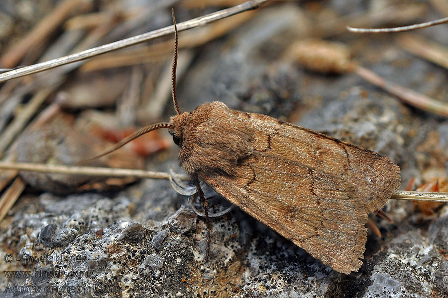 Agrotis cinerea Osenice popelavá Aschgraue Erdeule Light Feathered Rustic