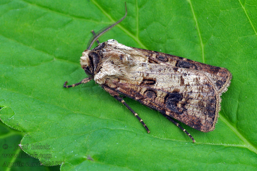 Agrotis clavis Barkfärgat jordfly Nøgle-landmand