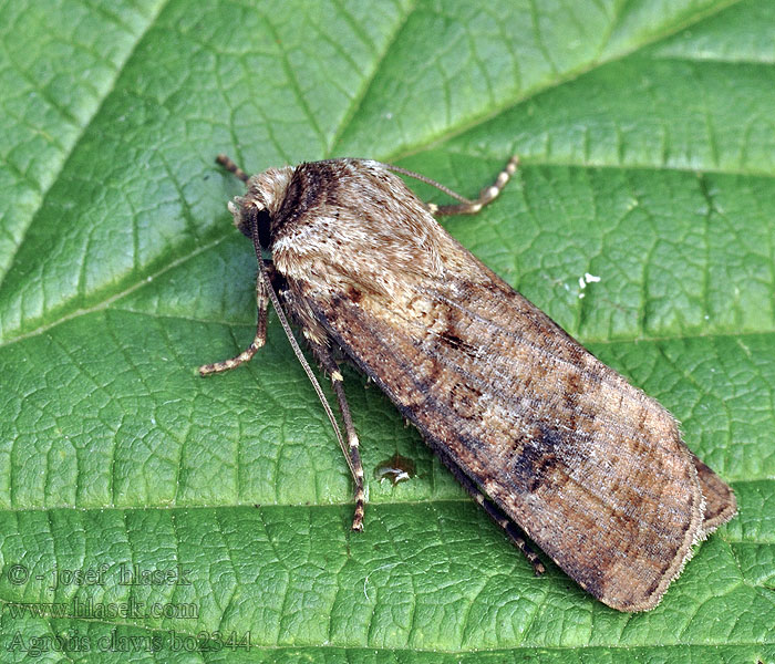 Agrotis clavis Osenice korobarvá Rindengraue Erdeule Heart club