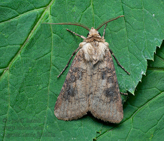 Agrotis clavis