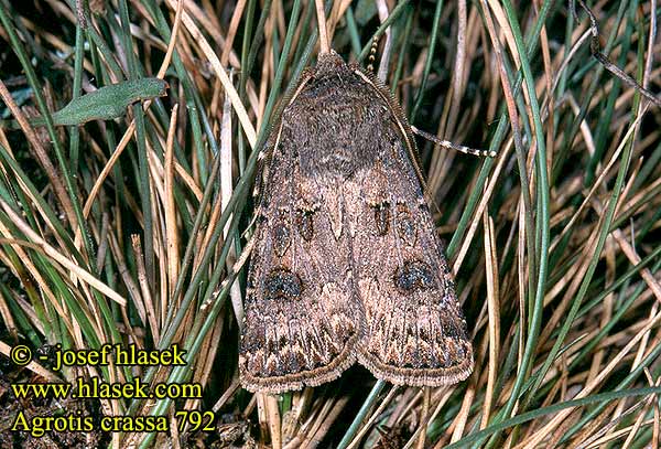 Agrotis crassa