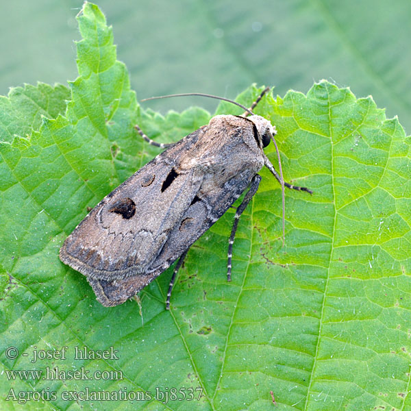 Совка восклицательная センモンヤガ Agrotis exclamationis