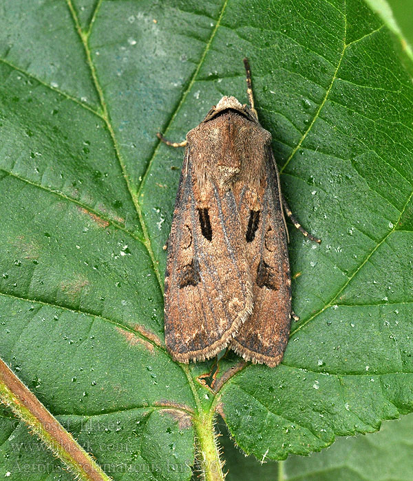 Felkiáltójeles földibagoly Agrotis exclamationis