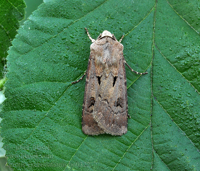 Rolnica czopówka Agrotis exclamationis