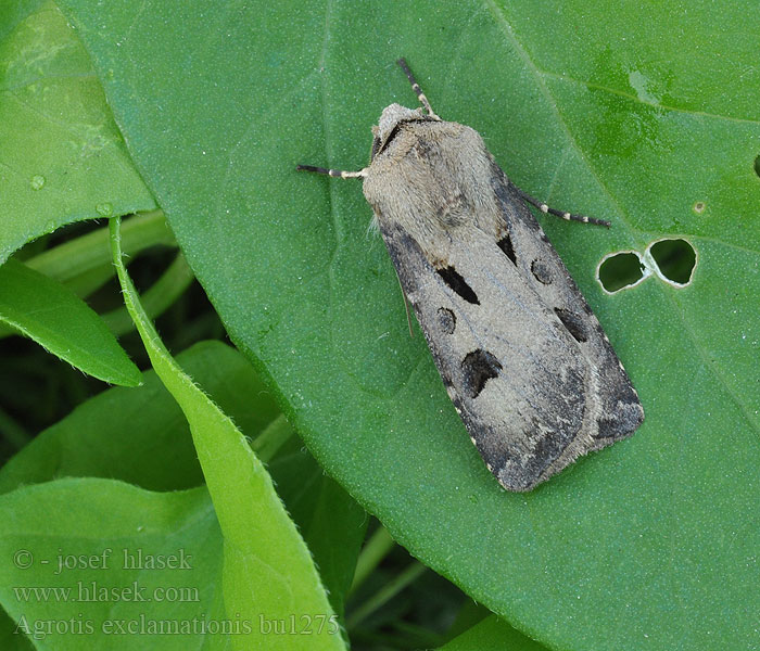 Akerjordfly Agrotis exclamationis