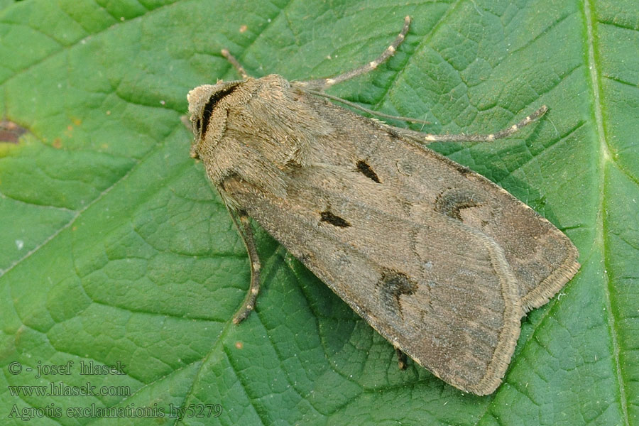 Felkiáltójeles földibagoly Agrotis exclamationis