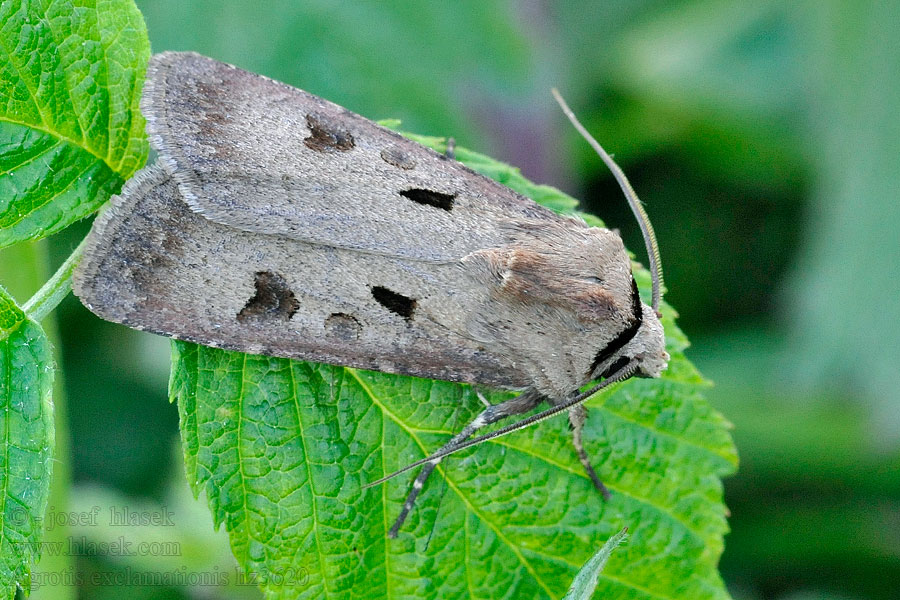 Rolnica czopówka Agrotis exclamationis