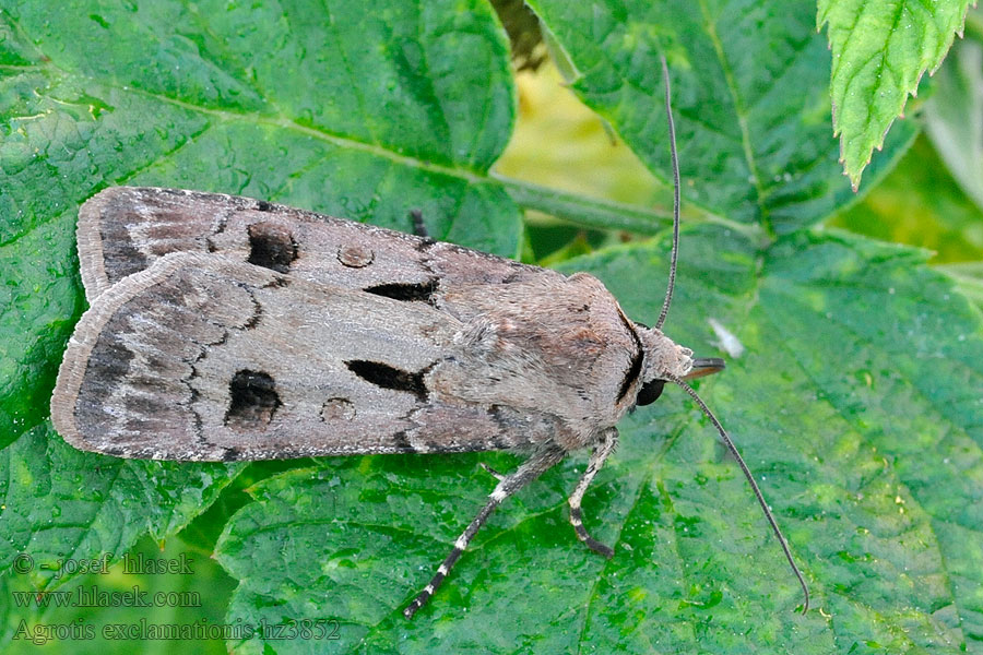 Mora vykričníkovitá Siatica Agrotis exclamationis