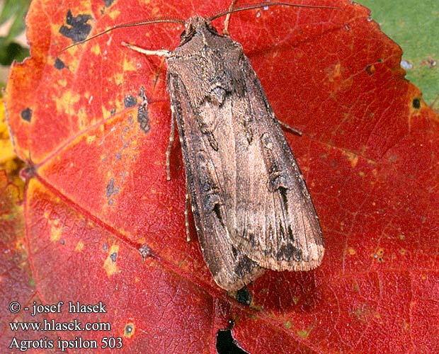 Agrotis ipsilon Osenice ypsilonová