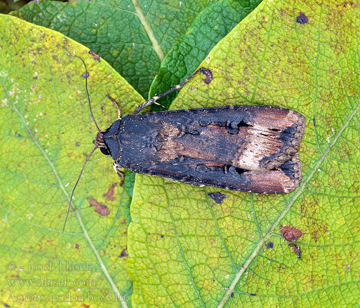 Agrotis ipsilon Ypsiloneule