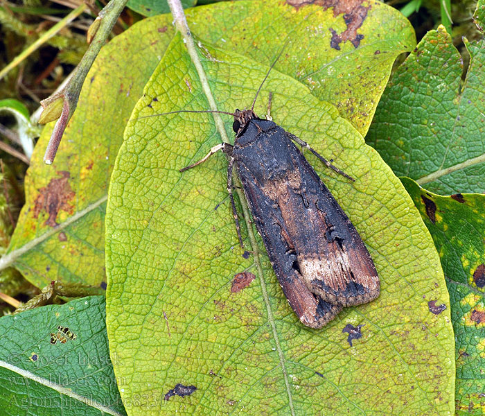 Agrotis ipsilon Dark Sword-grass