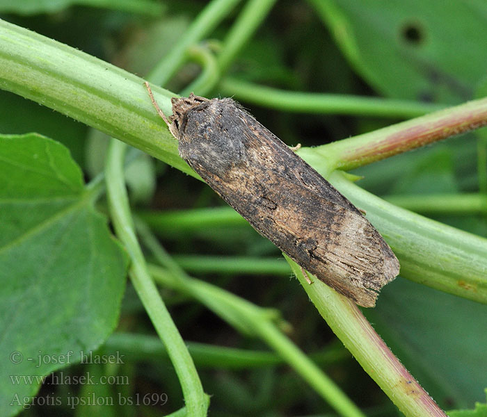 Agrotis ipsilon Siatica ypsilonová