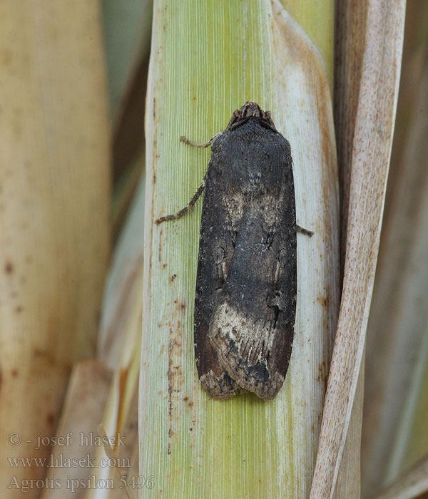 Agrotis ipsilon Noctuelle baignée