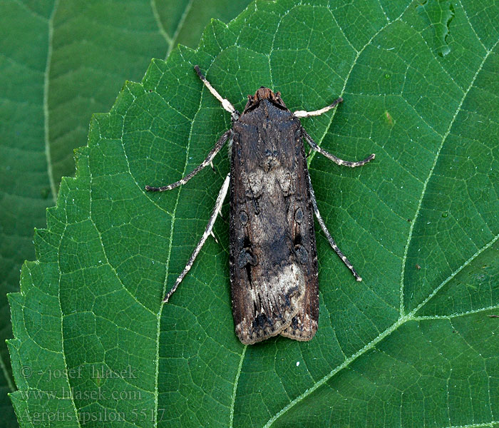 Agrotis ipsilon Rolnica gwoździarka