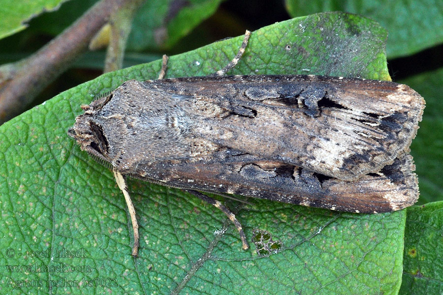 Osenice ypsilonová Agrotis ipsilon