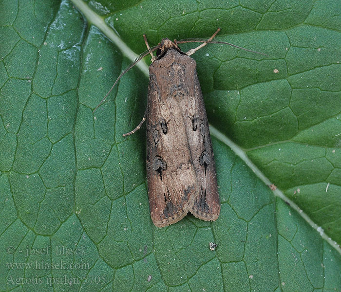 Agrotis ipsilon Ipszilon-földibagoly