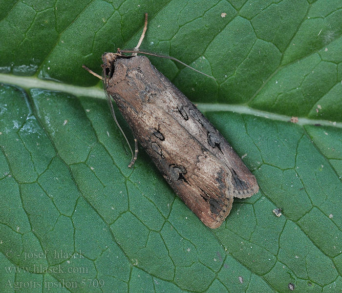 Agrotis ipsilon Vaellusmaayökkönen Kommajordfly Ypsilonugle