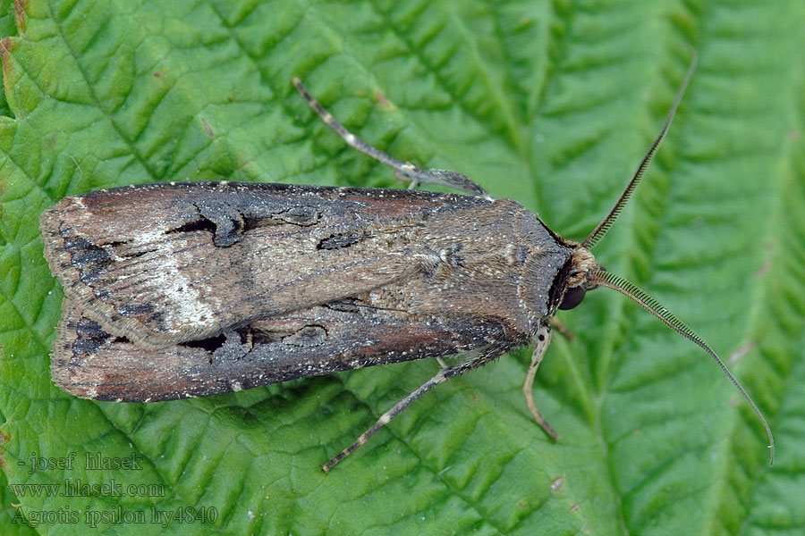 Ypsiloneule Agrotis ipsilon