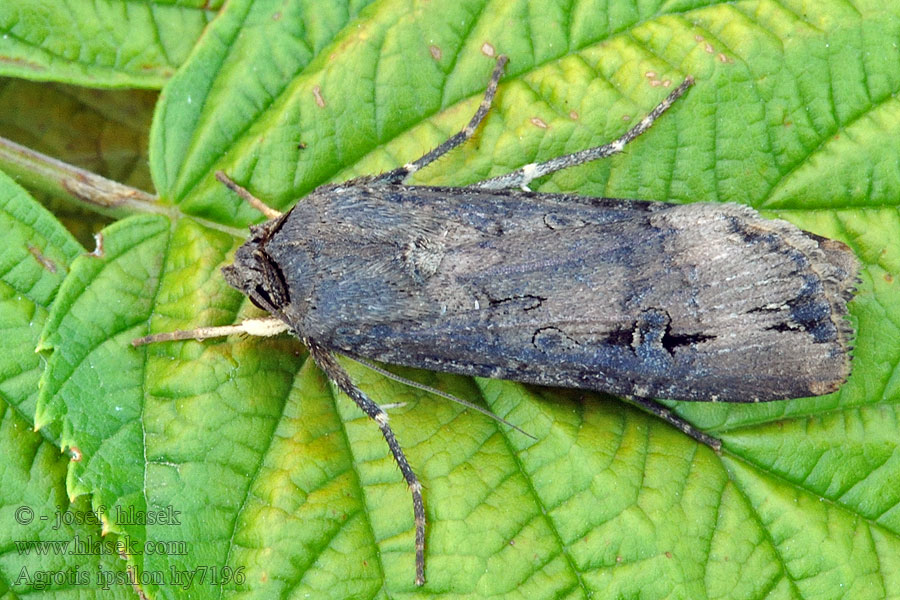 Dark Sword-grass Agrotis ipsilon