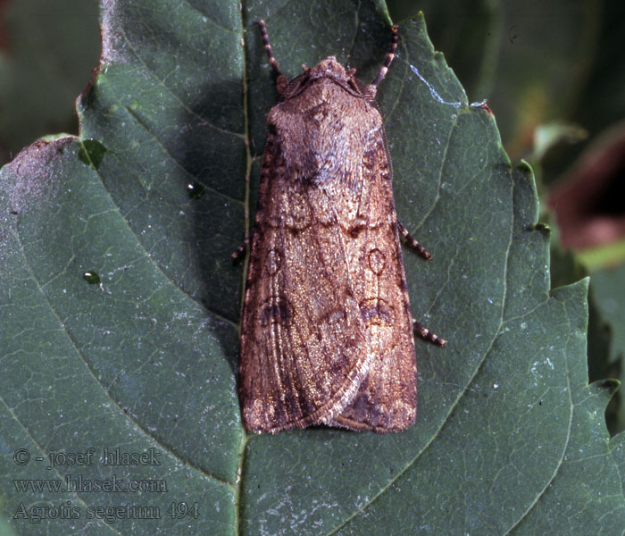 Agrotis segetum Osenice polní Saateule Turnip Moth