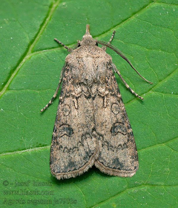 Osenice polní Saateule Turnip Moth Siatica oziminová Agrotis segetum