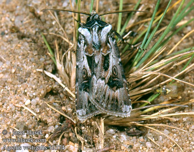 Agrotis vestigialis Osenice písečná