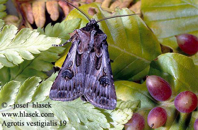 Agrotis vestigialis Kiefernsaateule