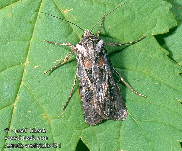 Agrotis vestigialis Archer's Dart