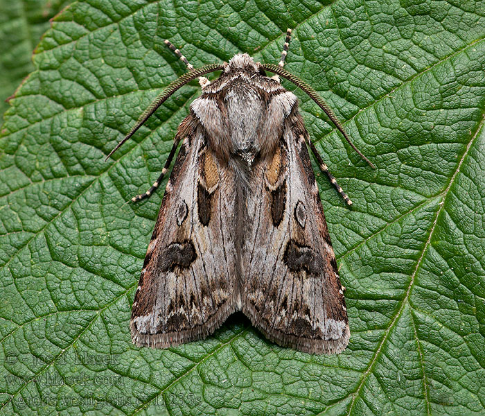 Agrotis vestigialis