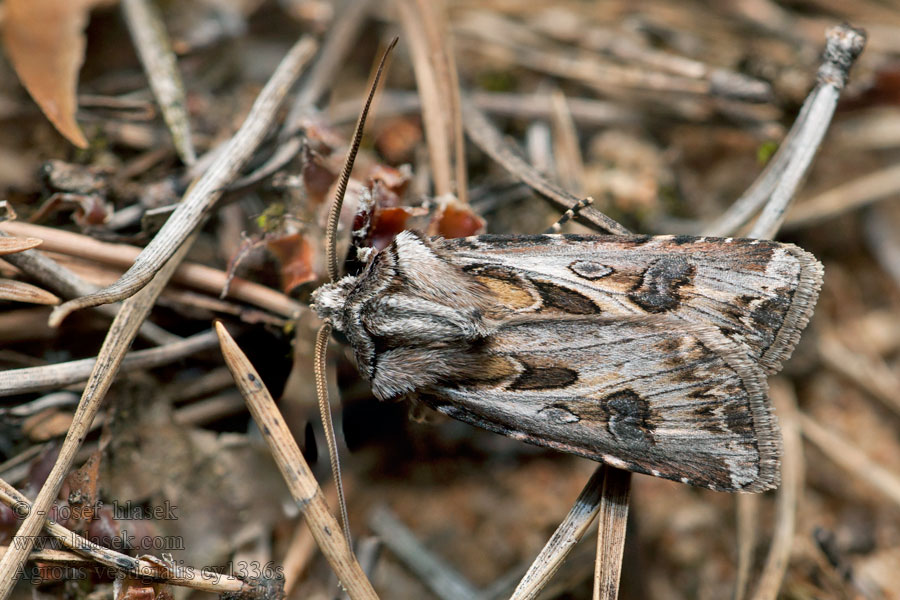 Agrotis vestigialis