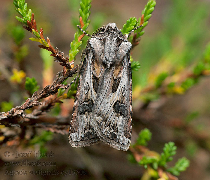 Agrotis vestigialis