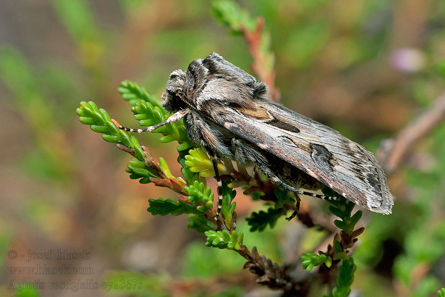 Agrotis vestigialis