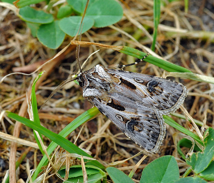 Agrotis vestigialis Siatica čiernoškvrnná