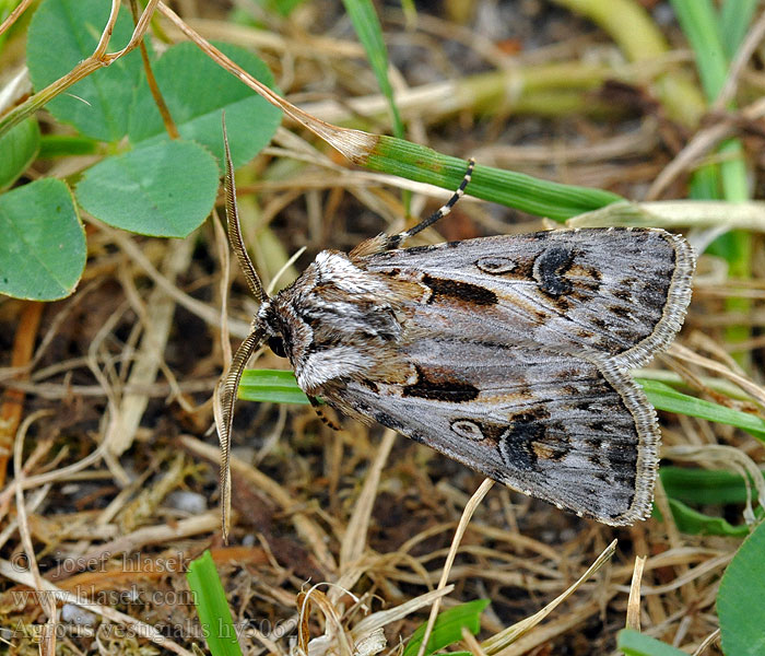 Agrotis vestigialis Porte-Flèches