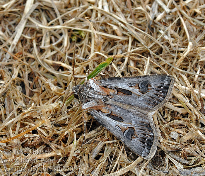 Agrotis vestigialis Совка серая корнеподгрызающая