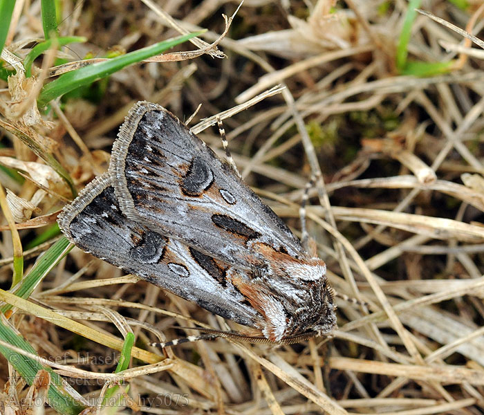 Agrotis vestigialis Kiilamaayökkönen