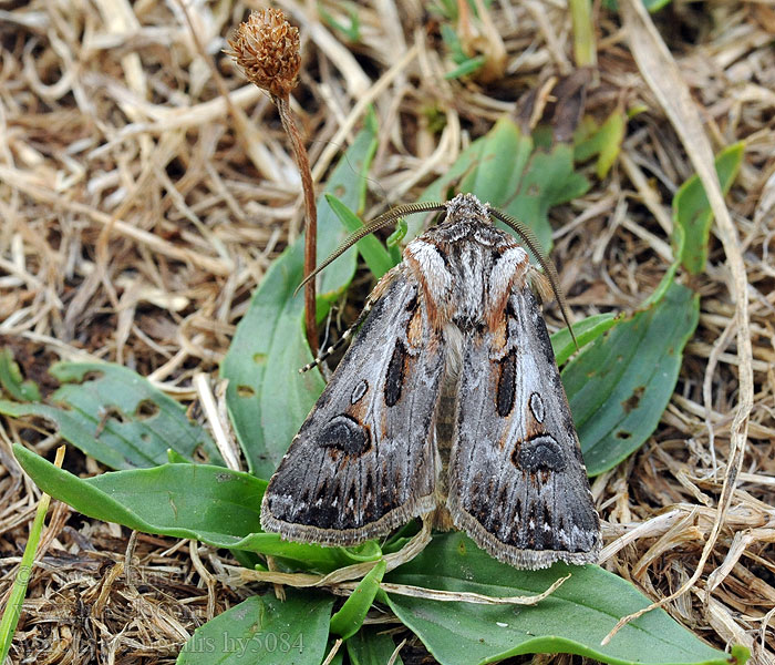 Agrotis vestigialis Spårjordfly