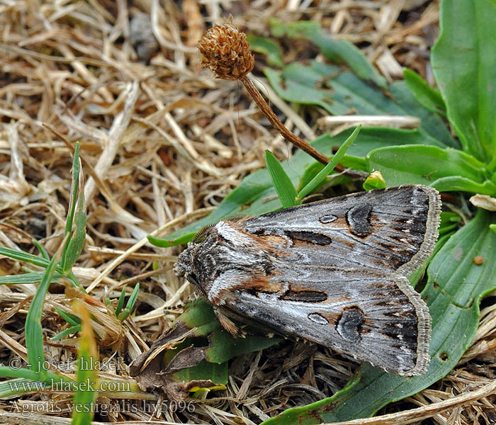 Agrotis vestigialis Fagerjordfly