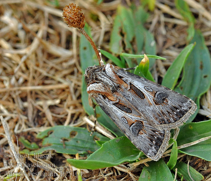 Osenice písečná Agrotis vestigialis