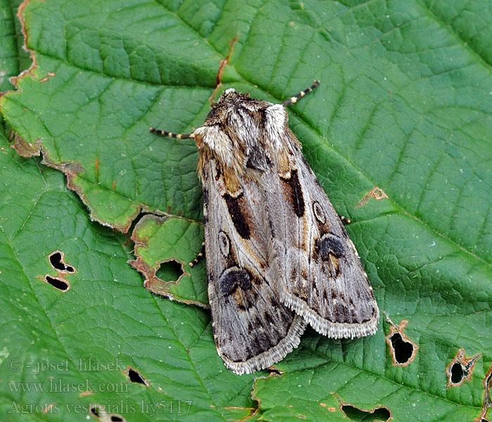 Kiefernsaateule Agrotis vestigialis