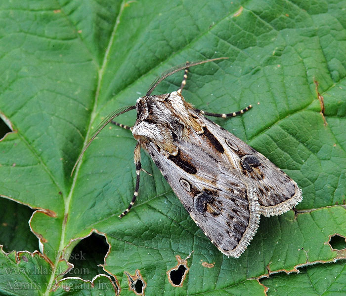 Archer's Dart Agrotis vestigialis