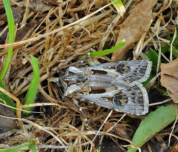 Siatica čiernoškvrnná Agrotis vestigialis