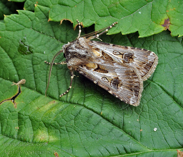 Porte-Flèches Agrotis vestigialis