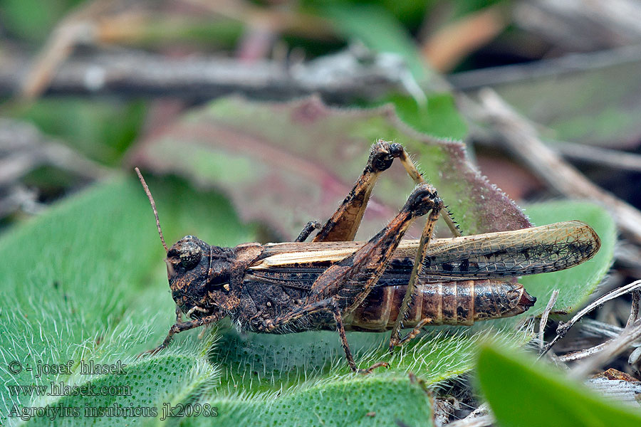 Agrotylus insubricus