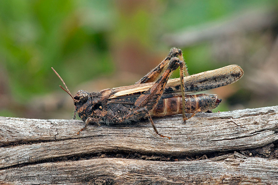 Agrotylus insubricus